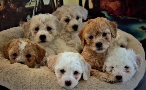 Maltipoo Dog Breed Information, Images, Characteristics, Hea