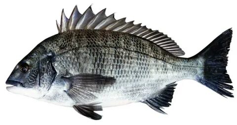 Sea bream, side view of fish free image download