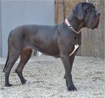 great dane puppies for sale france - Doggie Cutty
