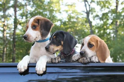 Pin on Coonhounds & other hounds!