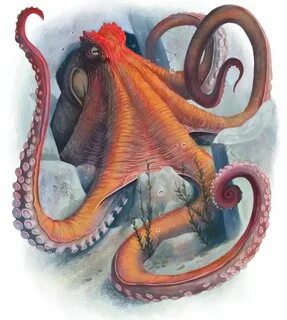 Giant Octopus by Dean Spencer.