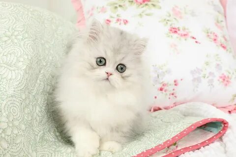 Newest silver doll face persian kittens for sale Sale OFF - 
