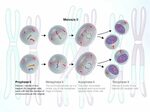 Meiosis. - ppt download