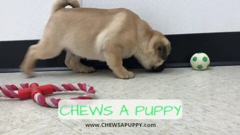 Pug Puppy For Sale Chews A Puppy Orlando,FL - YouTube