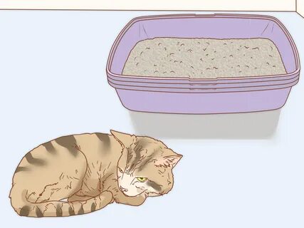 How to Treat a Cat with Blood in Its Stool (with Pictures)