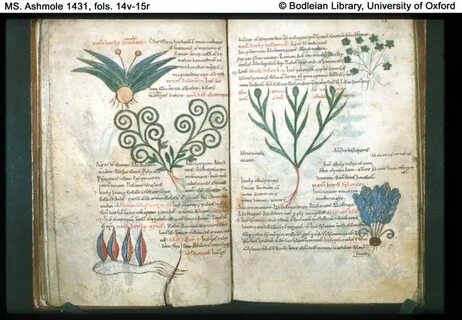 Bodleian Library: Western manuscripts to c. 1500: MS. Ashmol