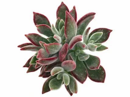 Echeveria harmsii 'Ruby Slippers' World of Succulents Echeve