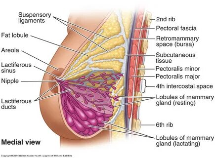 Human Anatomy Mammary Glands.