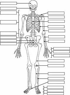 Label the Skeleton Anatomy and physiology, Anatomy coloring 