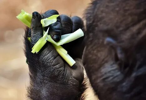 1920x1080px free download HD wallpaper: gorilla, feeding, hu