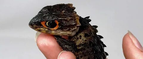 Full Grown Red Eyed Crocodile Skink - seangraydesign