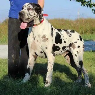 Akc Great Dane Puppies For Sale #greatdanememes Great dane p