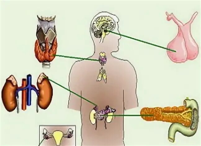 Диагностика эндокринной системы: как выявить нарушение функц