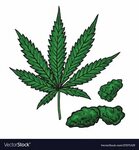 Cannabis marijuana leaf and buds drawing Vector Image