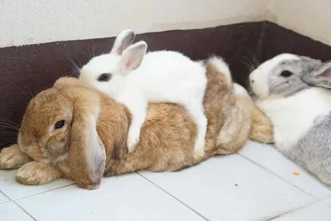 sweet bunny rabbit Pet bunny, Cute animals, Cute baby animal