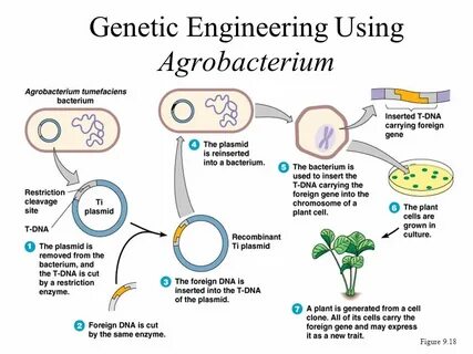 Chapter 9 Biotechnology and Recombinant DNA Part ppt downloa