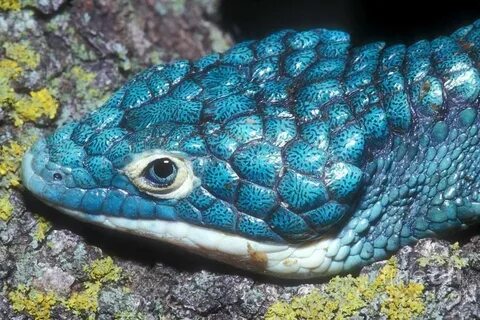 abronia lizard - Google Search animals Pinterest