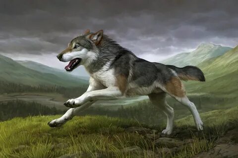 Pin by API Beast on RPG/Monsters & Animals Canine art, Wolf 