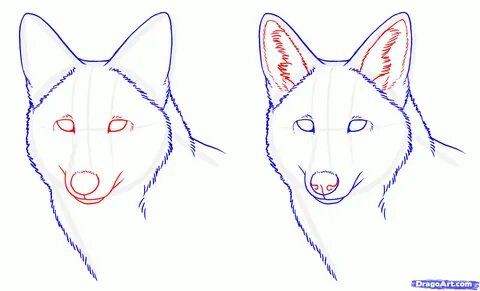 Coyote Head Drawing at GetDrawings Free download