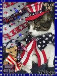 Cat & Mouse - 4th Of July Pictures, Photos, and Images for F