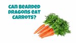 Can Bearded Dragons Eat Carrots? Learn This Before Making a 