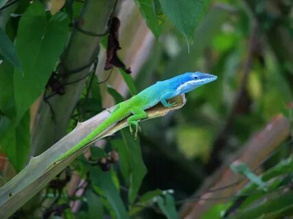 Cuban Blue Knight Anole camaleón o lagartija azul (Anolis al