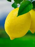 Картинки лимоны (60 фото)