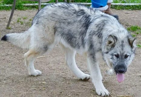 Picture Of A Dire Wolf posted by Zoey Johnson
