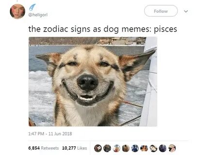The 12 Zodiac Signs As Dog Memes Zodiac signs, Zodiac star s