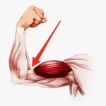 Elbow Clipart Flexed Arm - Bent Arm Muscles, HD Png Download