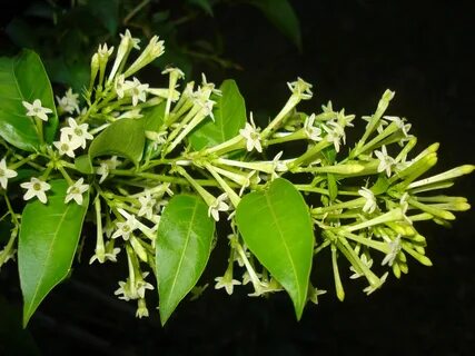 La dama de noche (Cestrum nocturnum) Huele de noche, Plantac