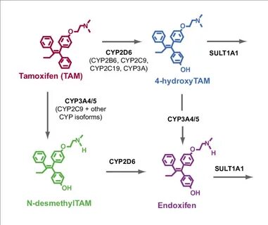 Tamoxifen and main metabolites. Note: Cytochrome P450 (CYP)3