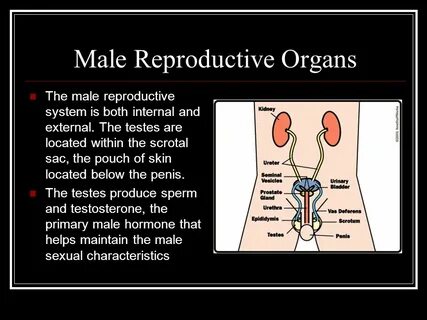 What is Assisted Reproductive Technology? - ppt video online