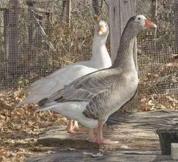 Oregon Mini Geese, Blue Auto-sexing pair. Goose, Keeping duc