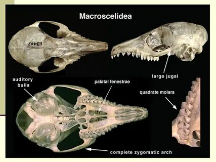 Figure FIGURE 01: One phylogenetic hypothesis of the evoluti