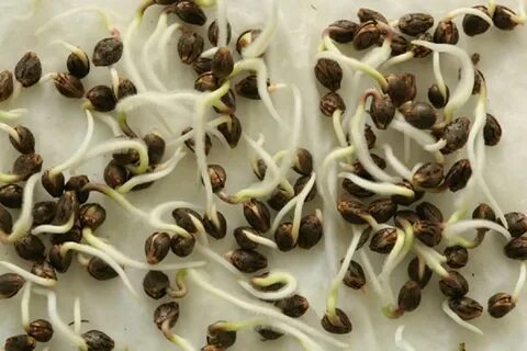 How to Germinate Cannabis Seeds With Paper Towels - 33