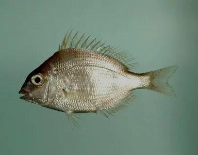 Public Domain Picture Longspine porgy ( Stenotomus caprinus 