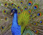 Grandeur Dance - Peacock Painting Painting by Madhula B Fine