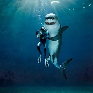 Pin by Lola bonded on 1 Underwater ❤ ❤ Sharks funny, Shark p