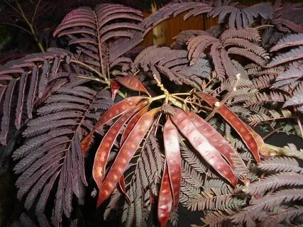 Photo of Purple-leaf Mimosa Tree (Albizia julibrissin 'Summe