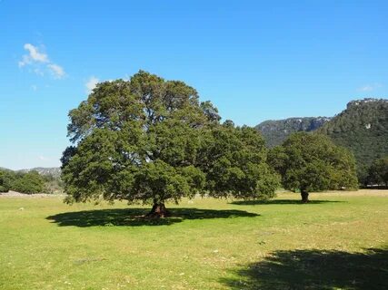 Free Images : landscape, mountain, meadow, hill, savanna, go