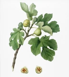 Fig (Ficus carica) from Pomona Italiana (1817 - 1839) by Gio