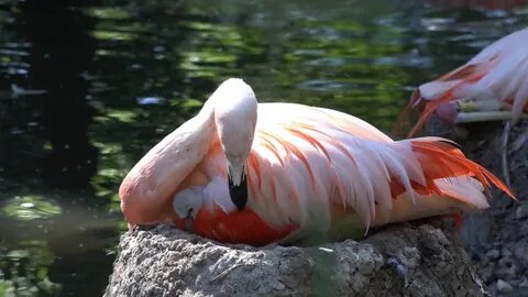Aww flamingo baby GIF - Find on GIFER