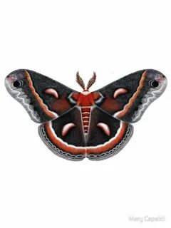 Cecropia Moth Painting Sticker by Mary "Moth Monarch" Capald