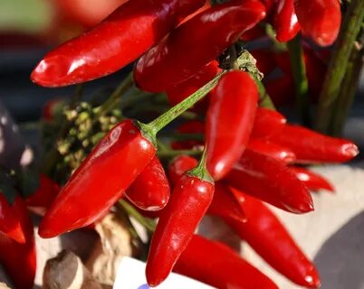 Red pepper harvest free image download