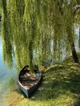 Boat, Boat River Adda Shore Water Willow Summer #boat, #boat