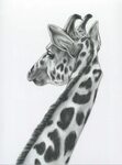 Charcoal Giraffe Drawing - Album on Imgur