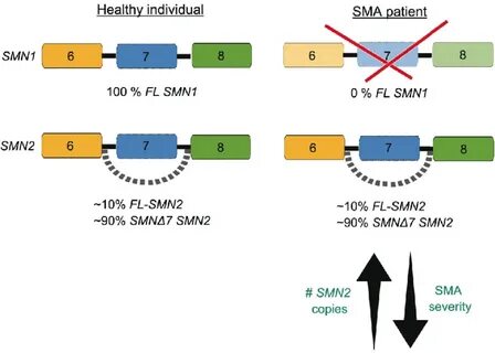 SMN1 and SMN2 contribute to spinal muscular atrophy (SMA). I