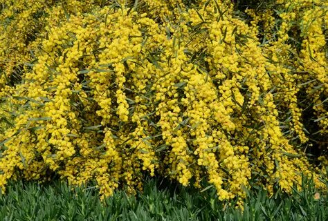 File:Acacia April 2015-2.jpg - Wikimedia Commons