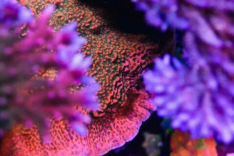 CORAL Bonus: Expanded CORAL Visions July/August 2017